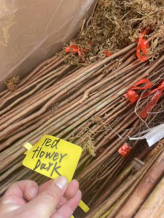 Хитойдан тугридан-тугри биринчи кул кучатлар