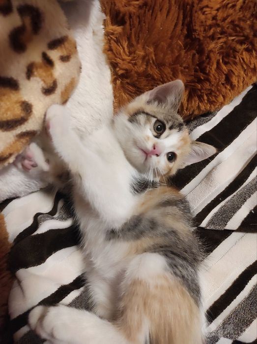 Бесплатно 4 котят (mushuk)
