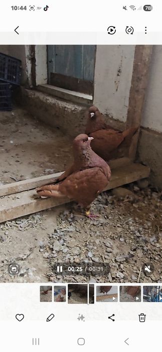 Голуби Кинги обе голубки