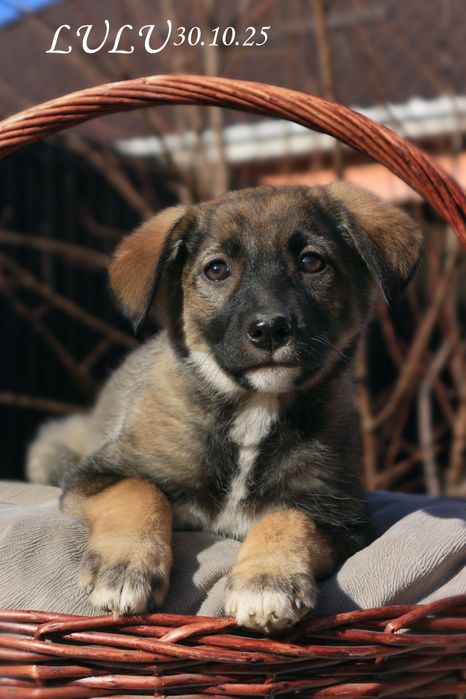 Предлагаются шикарные щенки!