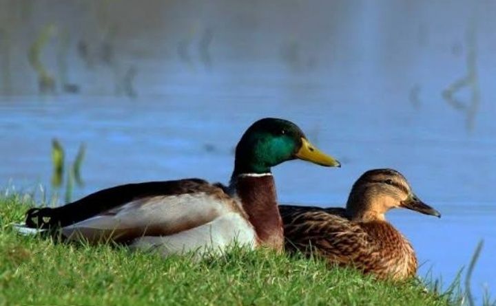 Продам уток кряква