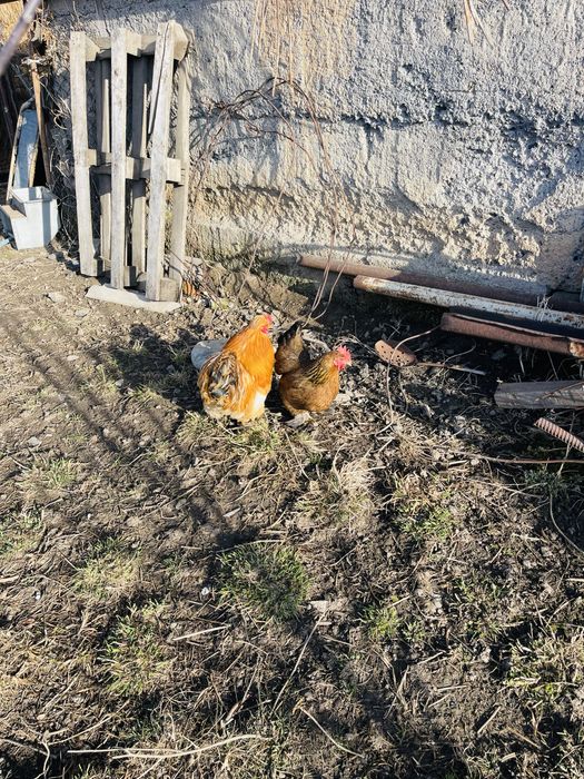 Продам пару карликовых курей