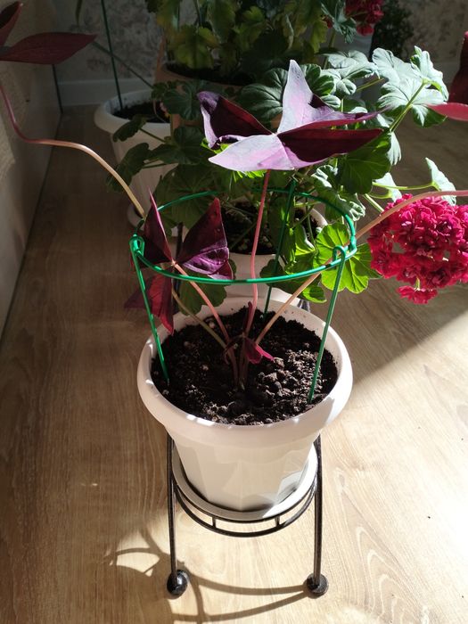 Цветы комнатные цветы