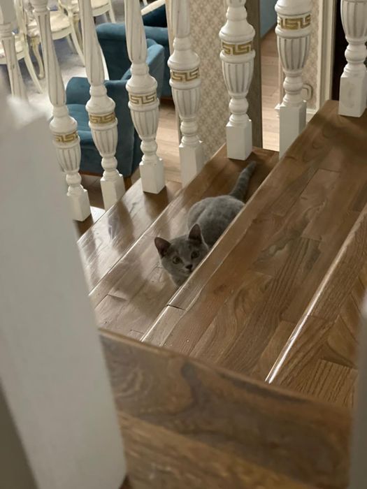 Кошка «Скотиш Страйт»