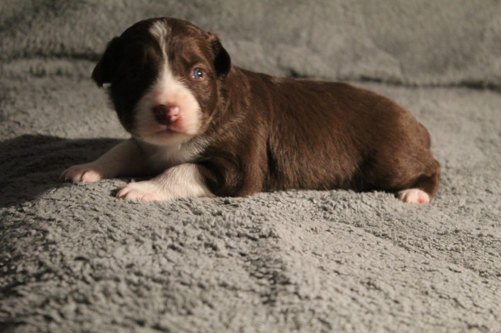 щенок бордер колли