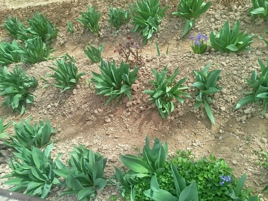 Лола кучатлари сотилади тупи илдизи билан Тюльпаны красные с луковицой