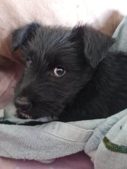 Отдам щенят в хорошие руки