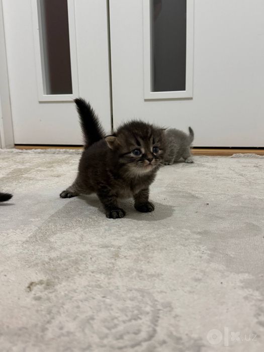 Котята Скотиш Страйт