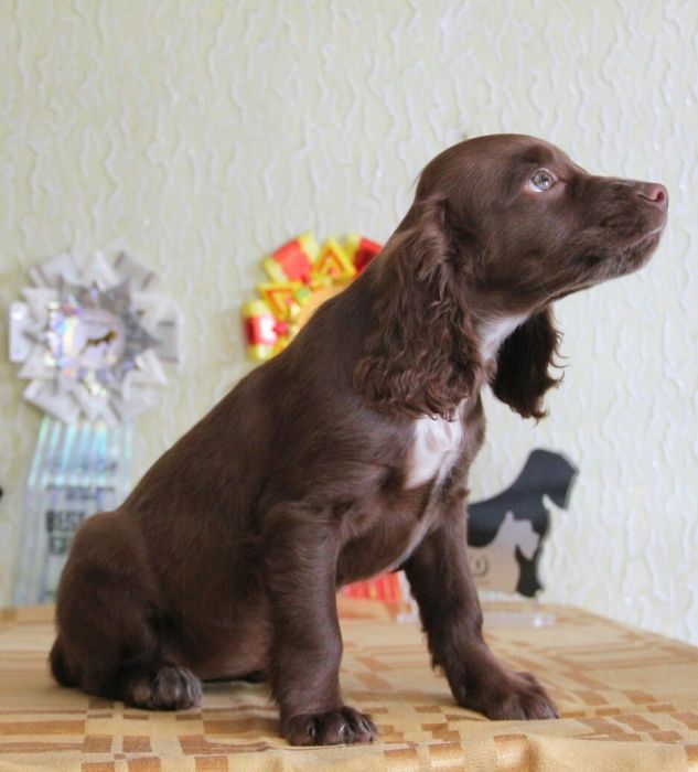 Спаниель девочка