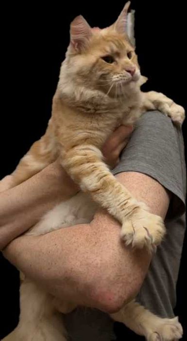 Кот Мейн-кун. Вязка.