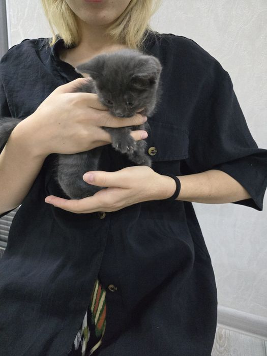 2 котики мальчик и девочка