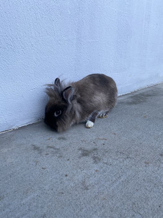 Декоративно зайче