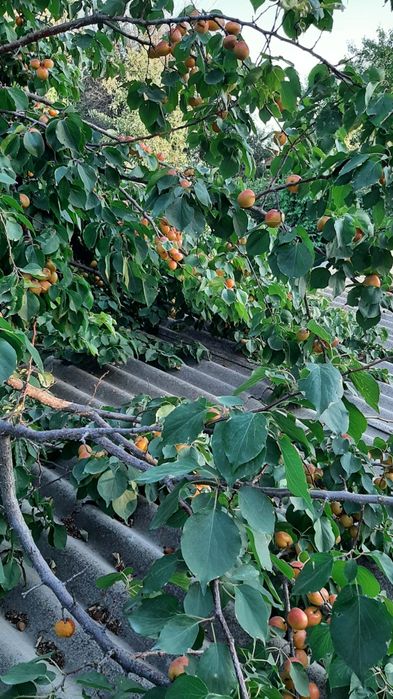 Особняк на Химпаселке