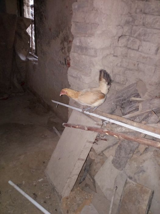 Уй товуклар сотилади нархи 100.000 сум килиштирип берамиз