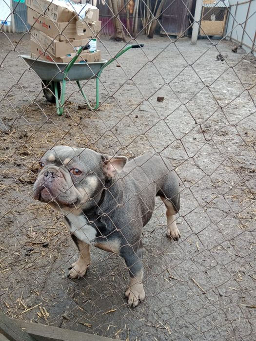 Бронирование французских булочек