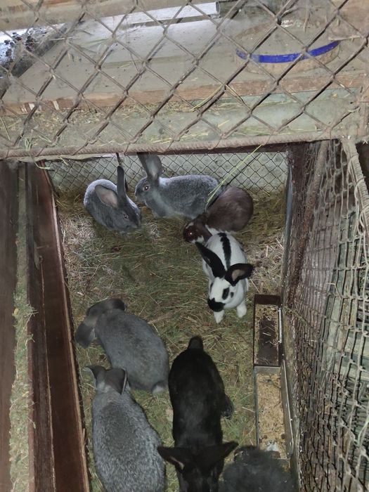 Vănd iepurași 3 rase diferite