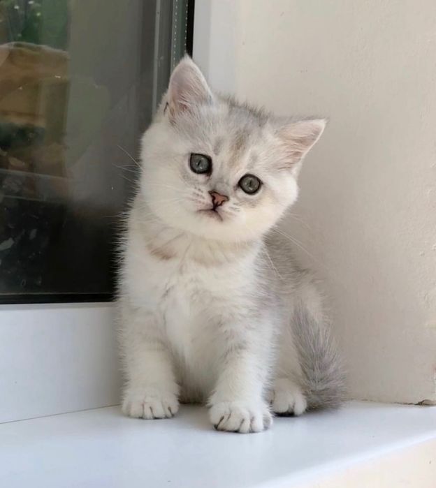 Прекрасные Котята Шиншилла!
