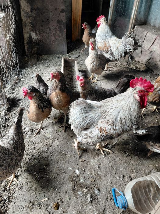 Продам инкубационный яйца легбар