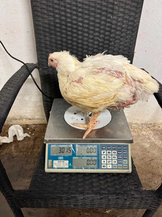 Pui alb de carne 4 săptămâni intre  2,5 — 3 kg  25 lei negociabil