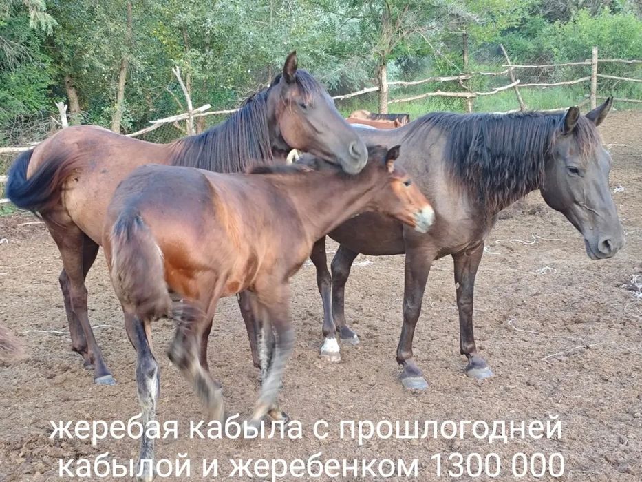 Продам лошадей оптом