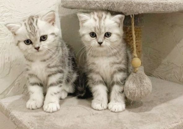 Мальчики и девочки шотландские прямоухие