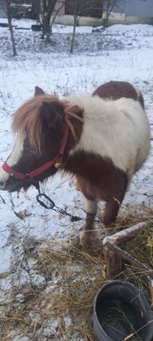 Vind sau schimb ponei pe o poneita