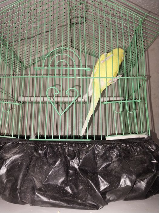 Продам в хорошие руки