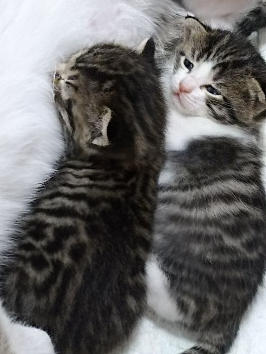 Продам котят 2000