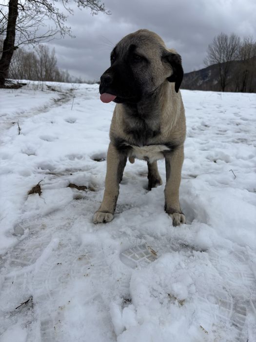 Kangal malakli cu pedigree
