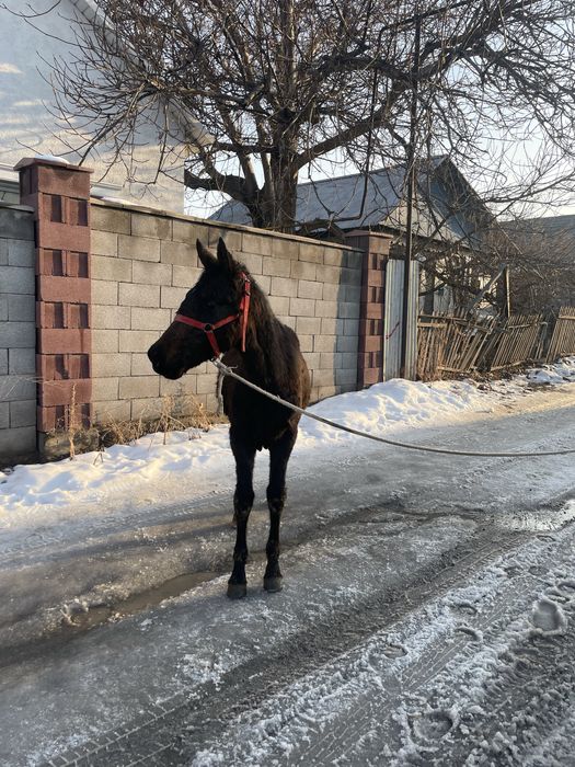 Продам Жеребенка