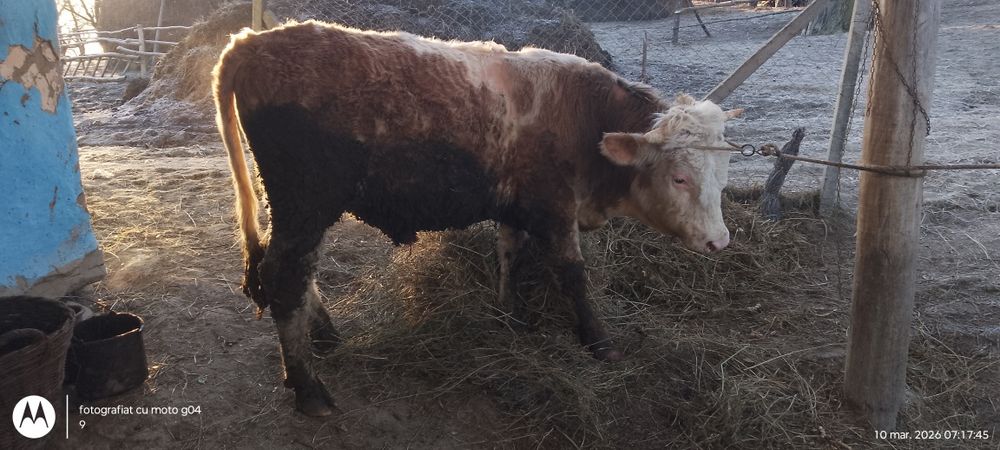 Taur de vânzare pentru monta sau abator