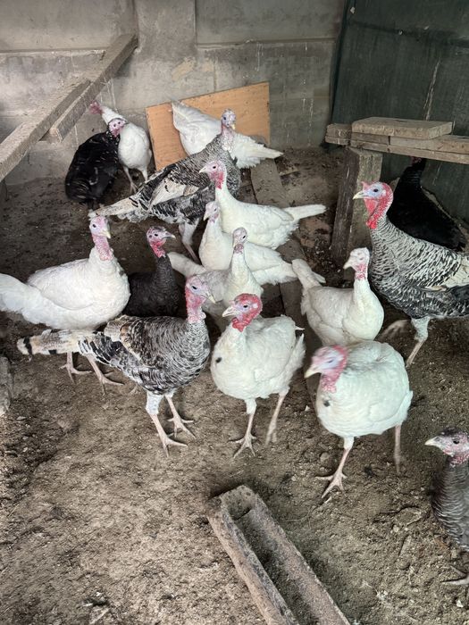 Продается индуки