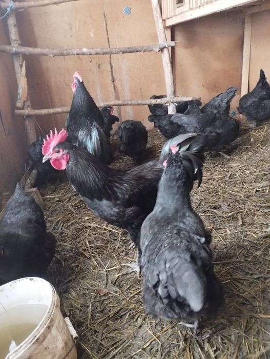 Австролорп черный