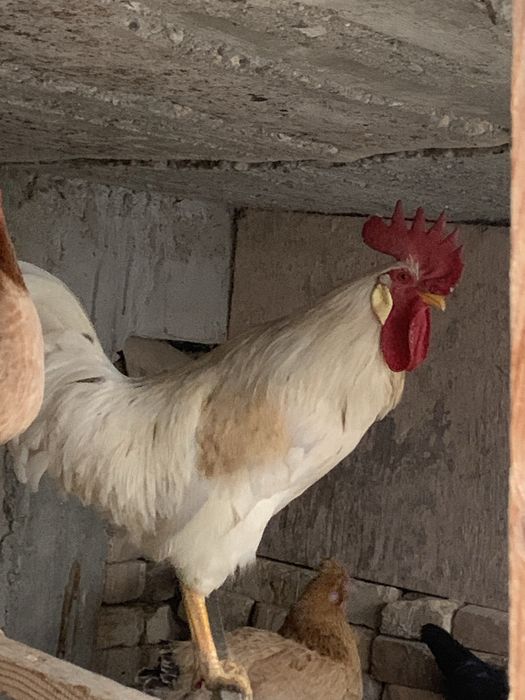 Uy tovuqlari sotuvda 5 ta tovuq 1 ta xòroz bor