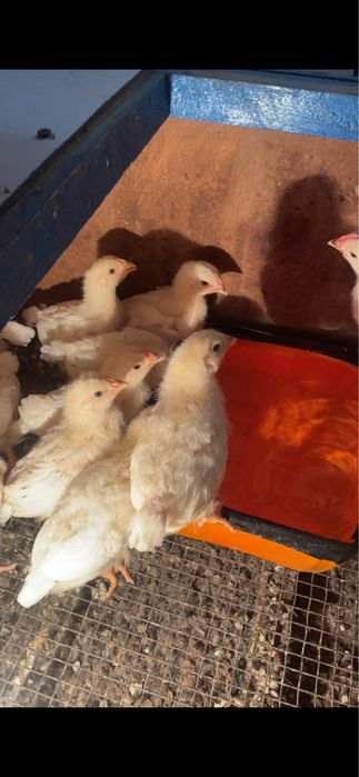 Адлер цыплята.