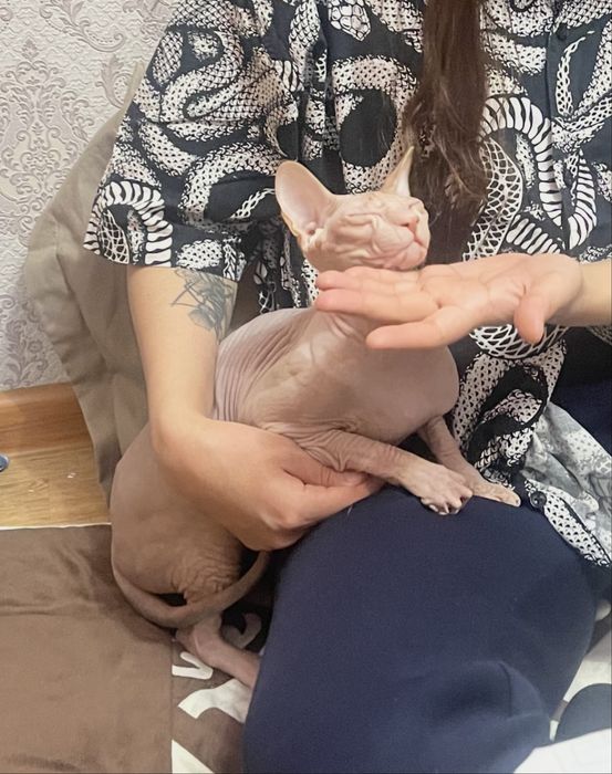 Ищем кота для вязски