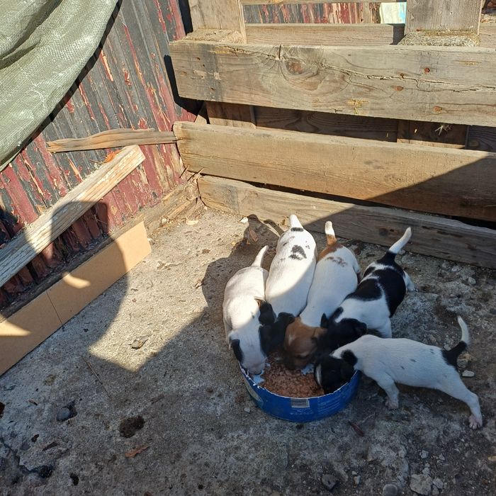 Catei jack russel