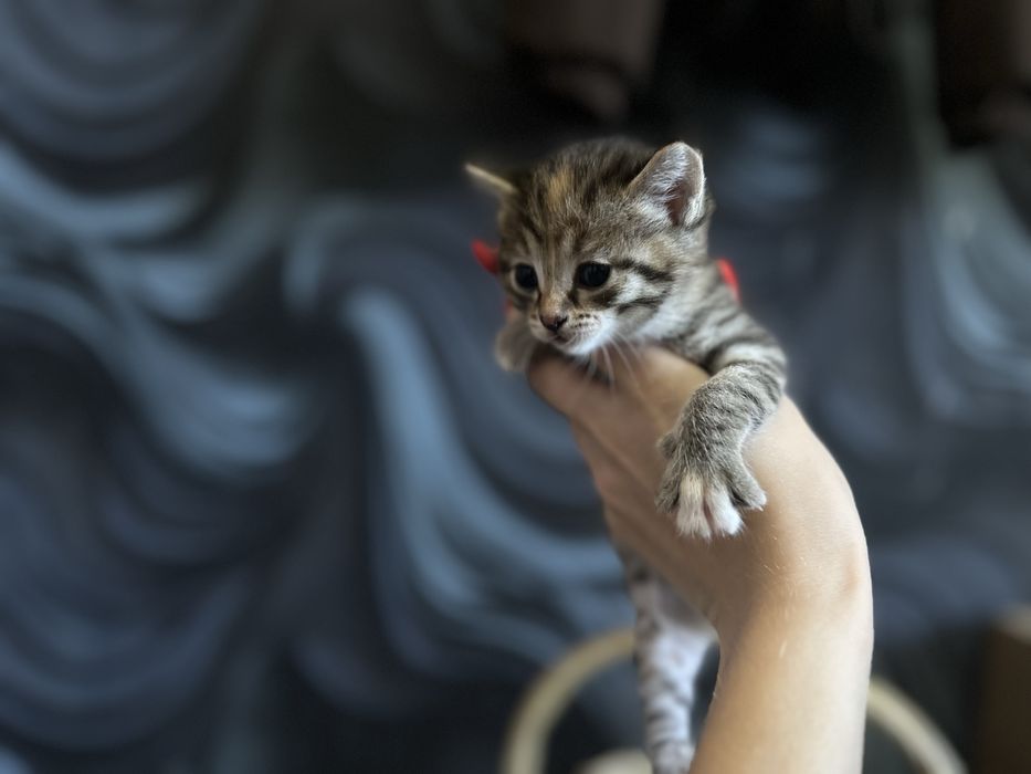 Отдам домашних котят