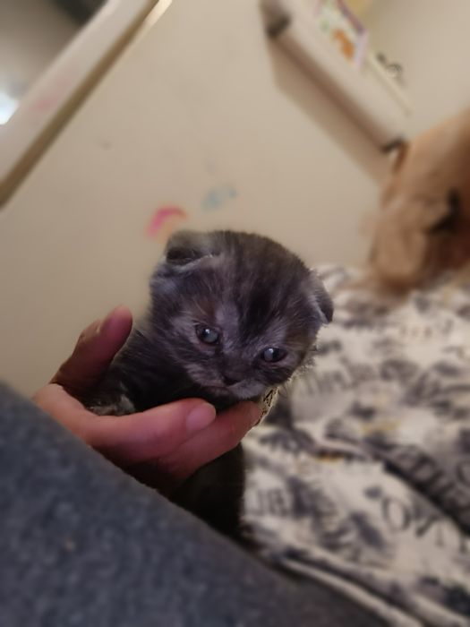 Котята Скоттиш Страйт