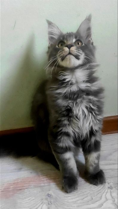 Котенок мейн кун очень крупный