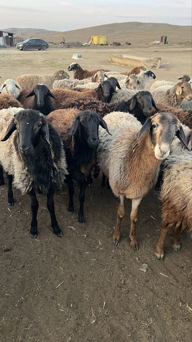 Баранов на откорме
