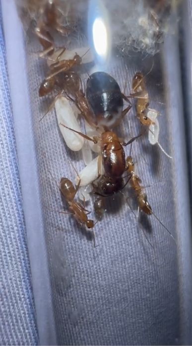 Campnotus pseudoirritans