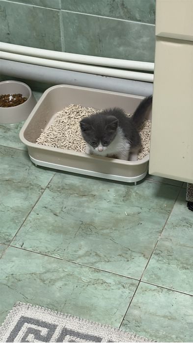 Котенок бесплатно
