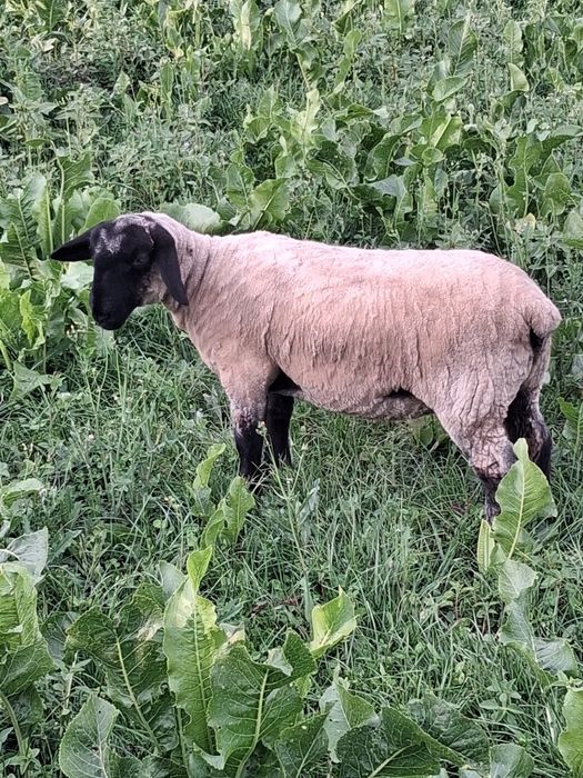 Oaie suffolk + un berbecut si o mieluta de 5 luni de vanzare