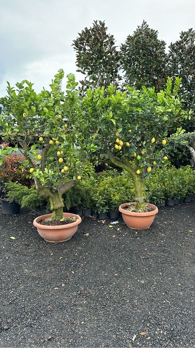 Tuia brazi palmieri cedru artari maslini bosai lamai spirale magnoli