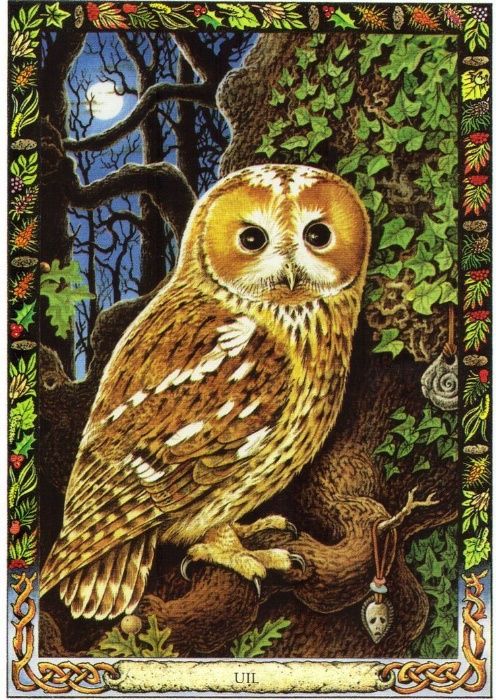 Animal Druid-Carti Oracol/tarot-Lucru cu Animale sacre,Traditie CELTIC
