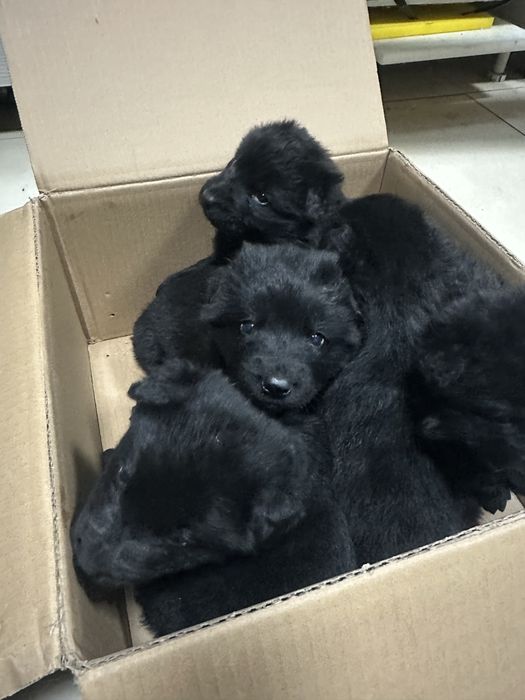 Немецкая овчарка