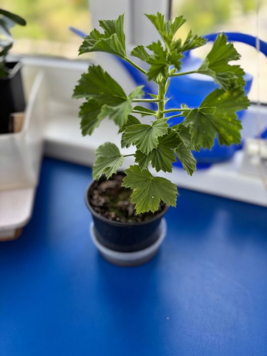 Продам растение герань (пеларгония)