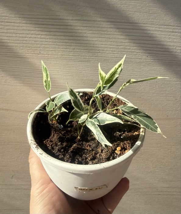 Пролам фикусы укорененные