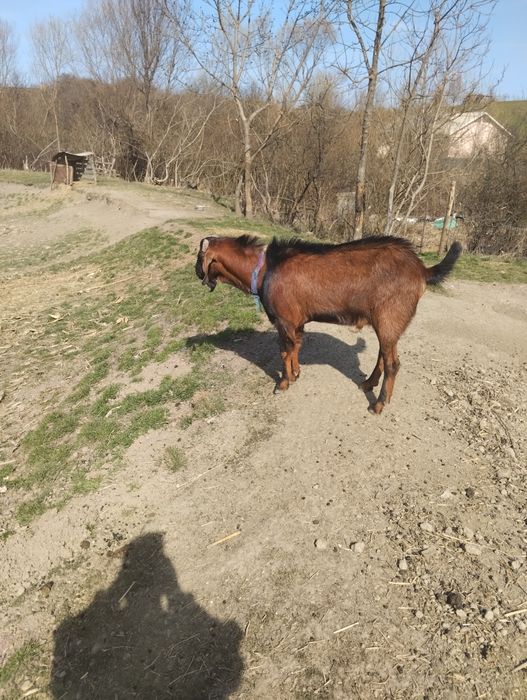Țap de vînzare foarte bun